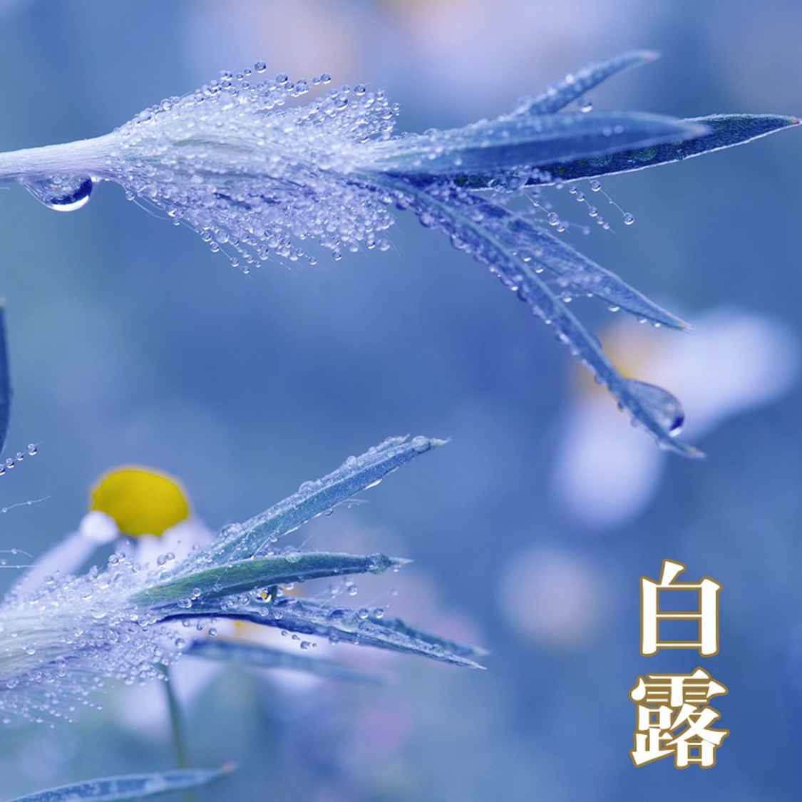 1725636600873798.png 白露.png